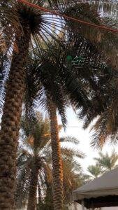 زراعة نخيل توريد نخيل نخل خلاص نخل مثمر جميع انواع النخيل 1