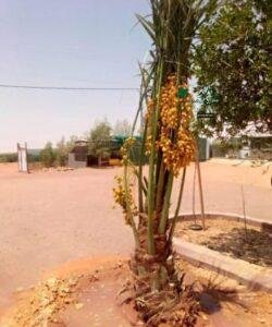 زراعة نخيل توريد نخيل نخل خلاص نخل مثمر جميع انواع النخيل 1