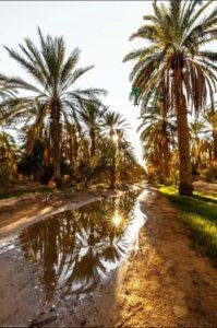 زراعة نخيل توريد نخيل نخل خلاص نخل مثمر جميع انواع النخيل 13