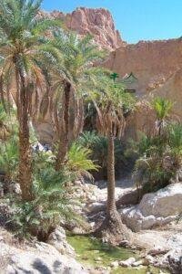 زراعة نخيل توريد نخيل نخل خلاص نخل مثمر جميع انواع النخيل 14