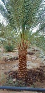 زراعة نخيل توريد نخيل نخل خلاص نخل مثمر جميع انواع النخيل 16