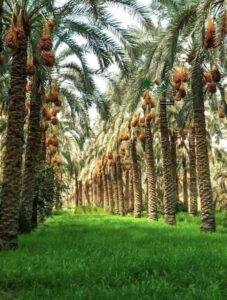 زراعة نخيل توريد نخيل نخل خلاص نخل مثمر جميع انواع النخيل 19