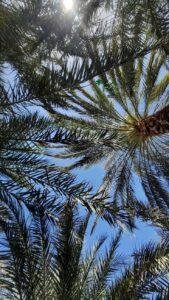 زراعة نخيل توريد نخيل نخل خلاص نخل مثمر جميع انواع النخيل 2