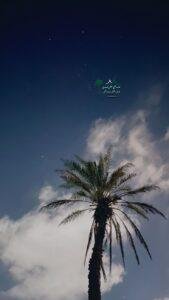 زراعة نخيل توريد نخيل نخل خلاص نخل مثمر جميع انواع النخيل 5