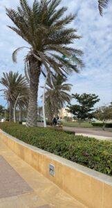 زراعة نخيل توريد نخيل نخل خلاص نخل مثمر جميع انواع النخيل 7