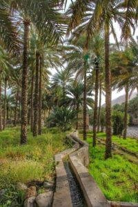 زراعة نخيل توريد نخيل نخل خلاص نخل مثمر جميع انواع النخيل 9