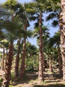 نخل واشنطني - نخيل واشنطونيا