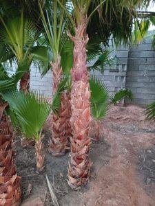 نخل واشنطني نخيل واشنطونيا 10