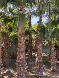 نخل واشنطني نخيل واشنطونيا 13