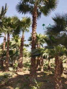 نخل واشنطني نخيل واشنطونيا 2