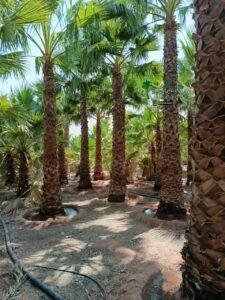 نخل واشنطني نخيل واشنطونيا 4