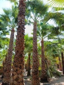 نخل واشنطني نخيل واشنطونيا 6