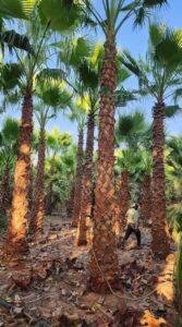 نخل واشنطني نخيل واشنطونيا 7