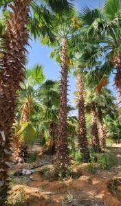 نخل واشنطني نخيل واشنطونيا 8