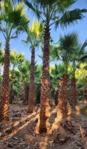 نخل واشنطني نخيل واشنطونيا 9