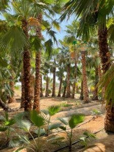 نخل واشنطونيا 10 متر ب 3500 2