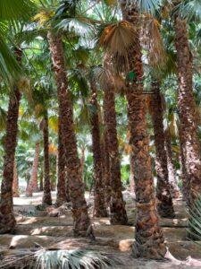 نخل واشنطونيا 10 متر ب 3500