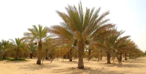 نخيل الدوسري للشبوك والنخيل