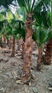 واشنطونيا زراعة 2 ونص ب 550