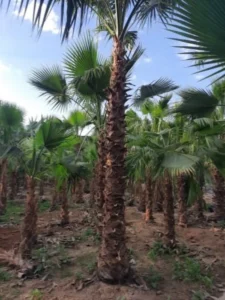 واشنطونيا زراعة