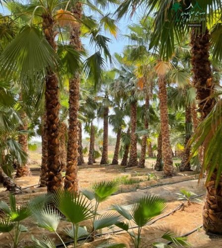 نخل واشنطونيا 10 متر ب 3500 - 2